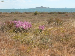 Microrreserva propuesta Saladares y arenales de Lo Poyo (CARTA-13)