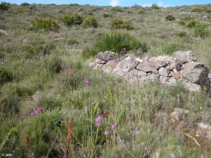 Microrreserva propuesta Tomillar-fruticeda de Atamara-Monte de las Cenizas (CARTA-14)