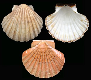 Pecten: Valvas actuales de Pecten sp. Obsrvese la diferencia entre su valva derecha muy abombada (arriba) y la izquierda casi plana (abajo). Longitud = 10 cm 