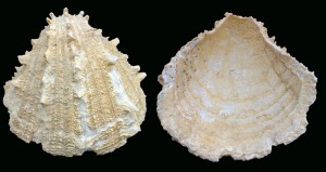 Spondylus: Spondylus sp. del Mioceno superior del Alamillo (Mazarrn). Longitud = 11 cm 