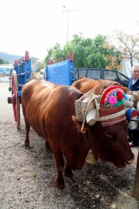 Descanso animal. Aguaderas (Lorca)