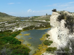 Vegetaci�n emergida y sumergida en Rambla Salada 