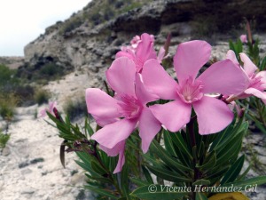 El baladre es t�pico de las ramblas 