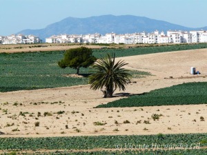 La evoluci�n del paisaje urbano y rural de Murcia se resume en esta imagen, donde ha desaparecido toda relaci�n con el entorno 