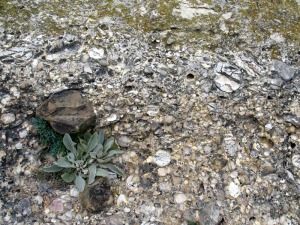 Detalle de la composicin polignica de los conglomerados deltaicos 