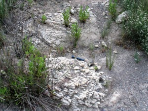 Detalle de una colonia de Porites sp. de la base del cauce de la rambla de las Canteras 