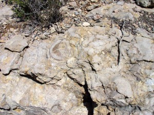 Detalle de un nivel de rudistas del Cretcico inferior de Jumilla 