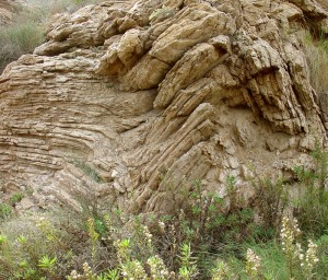 Pliegue en los materiales paleozoicos de la baha de Portmn 