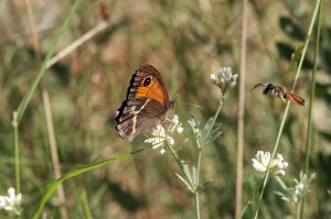 La Regi�n acoge 2100 especies de plantas vasculares 