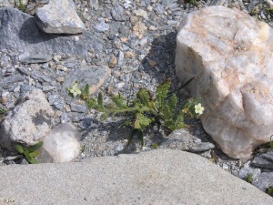 Los P�rez de Arriba (Cartagena)