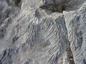 Lapiaz esculpido en las calizas por aguas cargadas de di�xido de carbono 