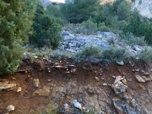 Suelo formados sobre areniscas bioclsticas, con un potente horizonte superficial oscuro, horizonte molico. Segn Fao se clasifica como un leptosol rensico