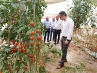 Plantacin experimental de tomates rosa de la empresa ?Ecotomate?, en Mazarrn