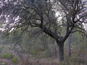 Parque Regional El Valle (Murcia)