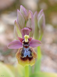 Atamar�a (Cartagena)