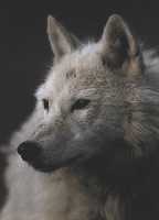 Lobo