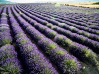 Lavanda en el Campo de San Juan 