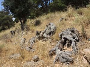 Casa Forestal El Paleto (Sierra Espu�a)