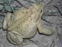 Sapo Com�n albino