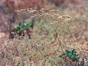 Limonium aff. cossonianum en La Marina del Carmol