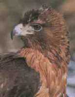 �guila Perdicera