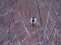 Ejemplar de carbonero com�n posado en una rama. Observese la franja ventral oscura. (Parus major).