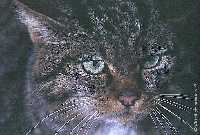 Gato mont�s