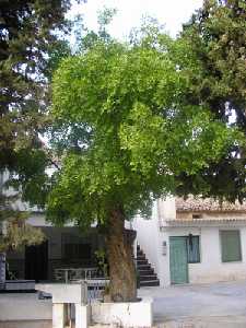 Jinjolero en un jardn particular de Jumilla