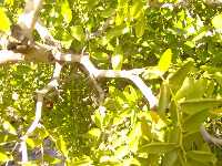 Las ramas son de zigzagueantes y con peligrosas espinas curvas