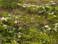 Sus tallos son acanalados y sus hojas acorazonadas lobuladas