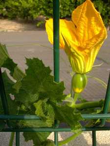 La flor femenina se une al tallo por un corto y grueso ped�nculo