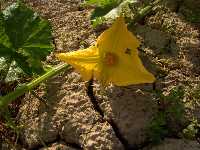 Tres estilos y dos estigmas en las flores femeninas