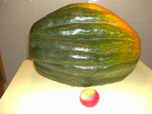 Calabaza de mediano tama�o (delante una manzana)