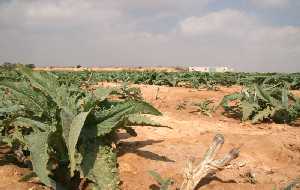 Cultivos de regad�o 