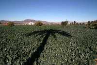 Paisaje agr�cola 