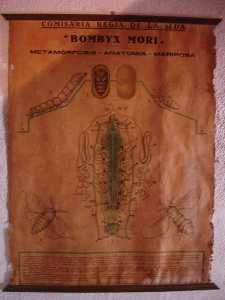  Conversi�n del gusano en mariposa 