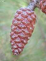 Pi�a, cono o estr�bilo de pino carrasco (Pinus halepensis), el �rbol m�s representativo de nuestros bosques.Proximidades del Santuario de la Virgen de la Esperanza, Lomas de la Virgen (Calasparra)