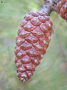 Pi�a, cono o estr�bilo de pino carrasco (Pinus halepensis), el �rbol m�s representativo de nuestros bosques.Proximidades del Santuario de la Virgen de la Esperanza, Lomas de la Virgen (Calasparra)