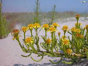 Inula crithmoides, planta tpica de matorrales salinos temporalmente encharcados