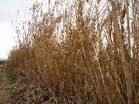 Ca�as junto a la acequia 