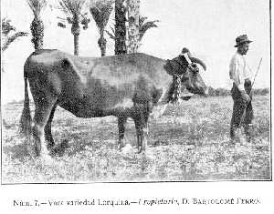 Vaca trabajadora y fuerte. 