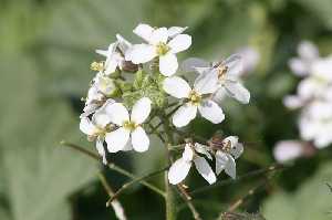Flora end�mica 