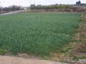 Campo de ajos tiernos 