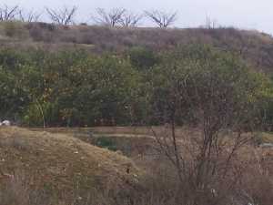 Huertas de Los Torraos 