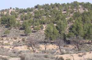 Pinada de L�bor 