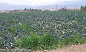 Cultivos agr�colas en El Raiguero (Totana) 