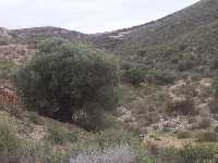 �rboles y vegetaci�n en la Loma de Aguaderas 