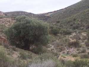 �rboles y vegetaci�n en la Loma de Aguaderas [Totana_Raiguero]