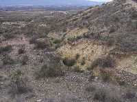 Matorral y zona de arbusto 