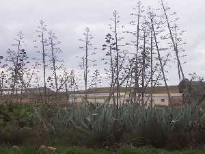 Vegetaci�n en Raiguero 